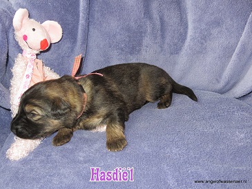 Hasdiël, grauw Oudduitse Herder teefje van 2 weken oud